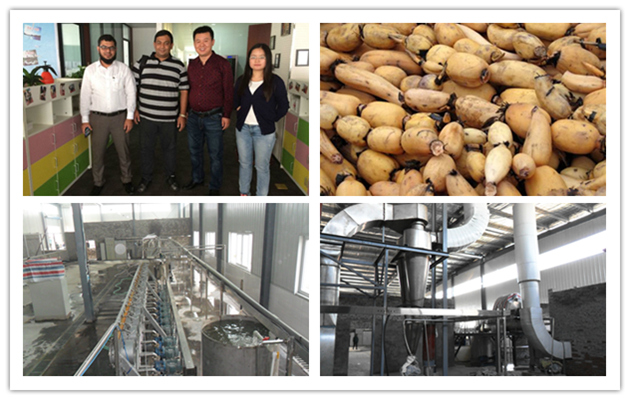Lotus Root Starch Production Ma